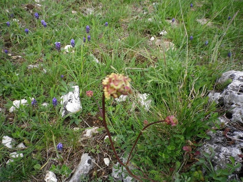 Fiore multicolore - Sanguisorba minor